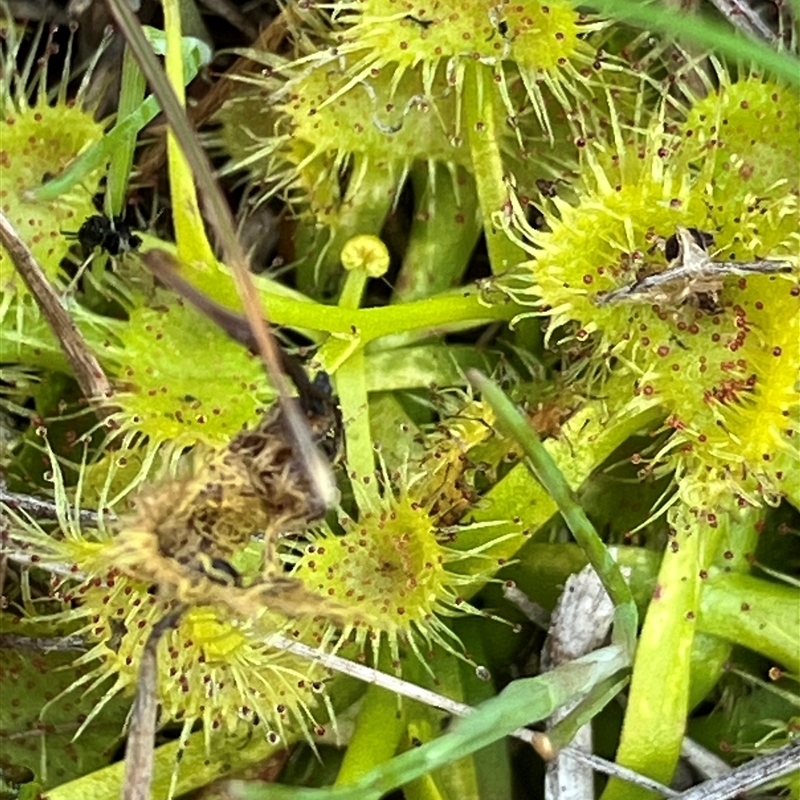 Drosera hookeri