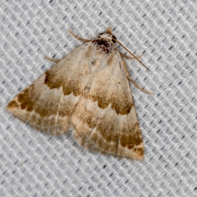 Acontiinae provisional species 1