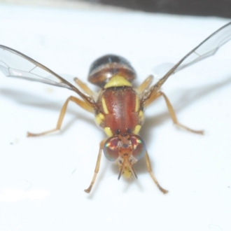 Bactrocera tryoni