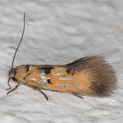 Satrapia thesaurina