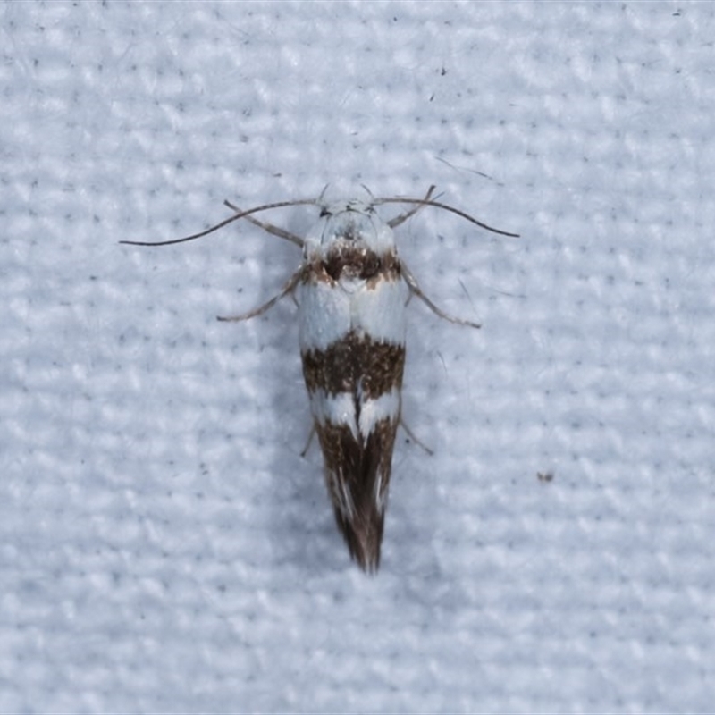 Oecophoridae provisional species 5