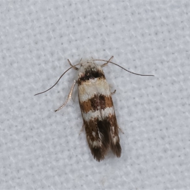 Oecophoridae provisional species 5