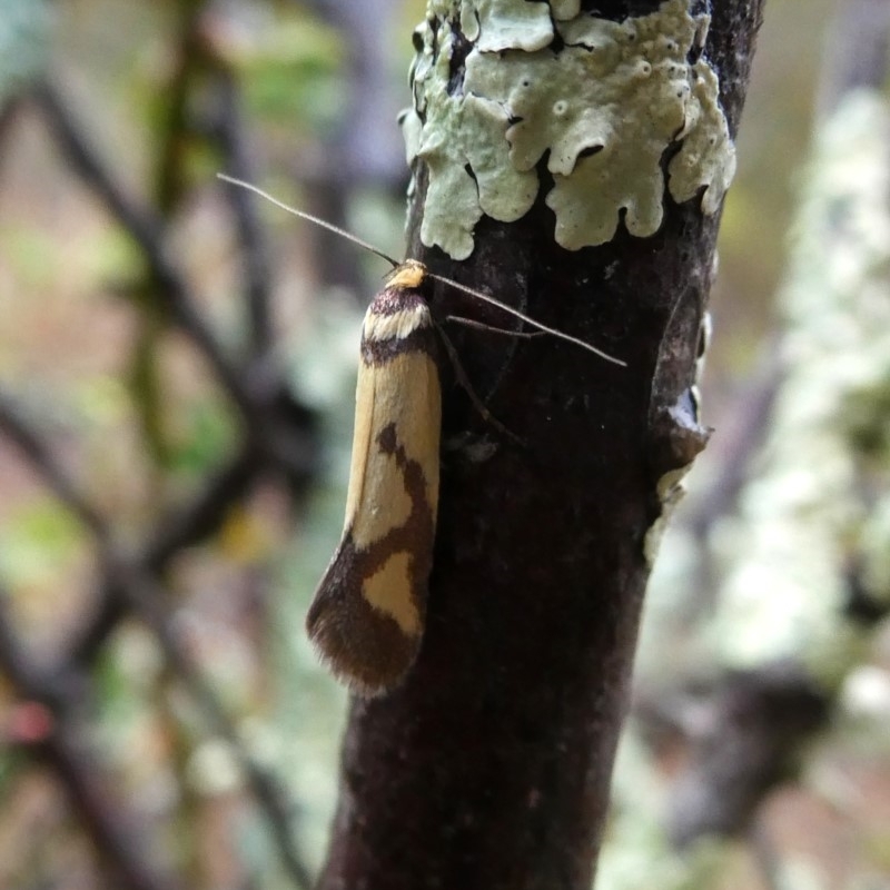 Oecophoridae provisional species 8