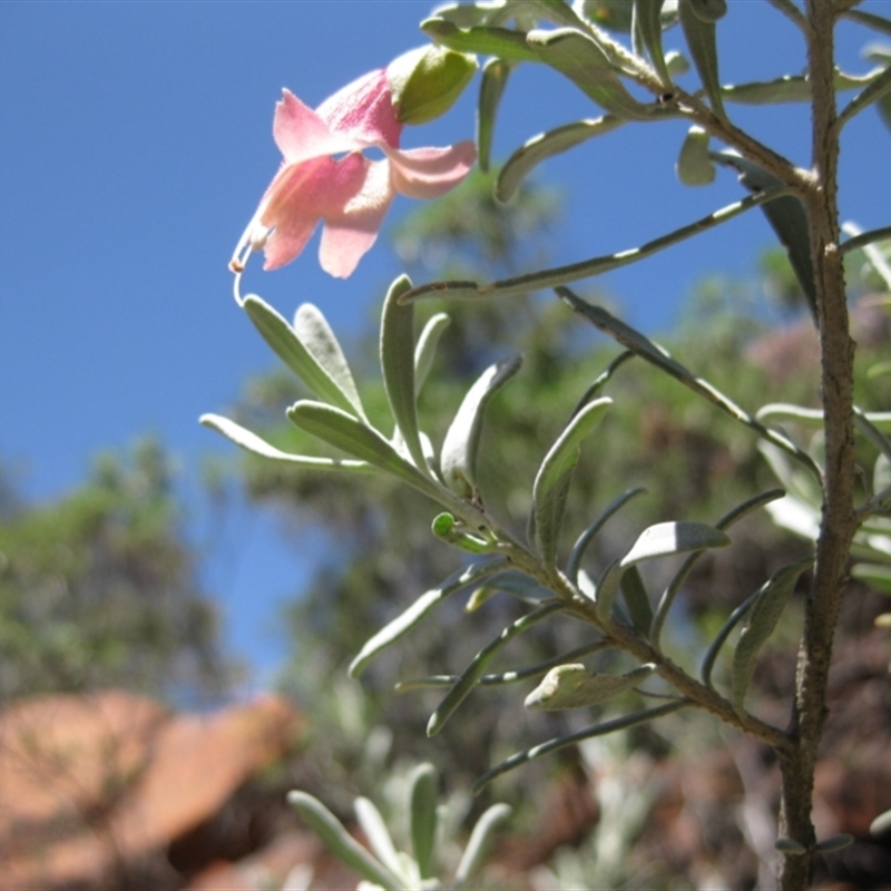 Eremophila glabra