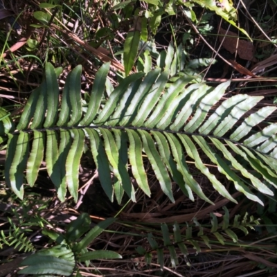 Blechnum sp.