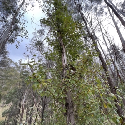 Populus yunnanensis