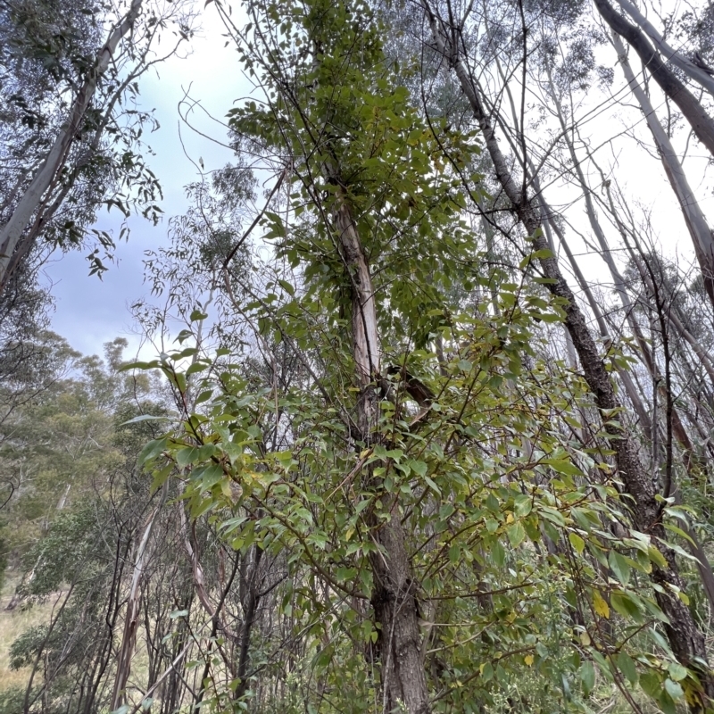 Populus yunnanensis