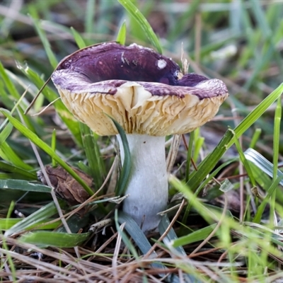 Russula 'purpureoflava group'