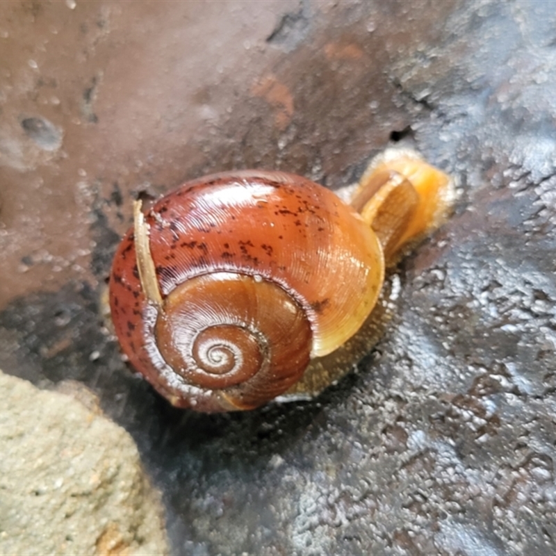 Terrycarlessia turbinata