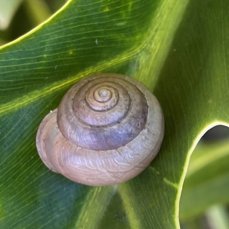 Bradybaena similaris