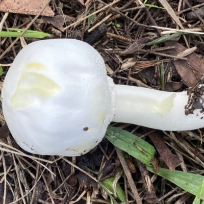 Agaricus 'xanthodermus group'