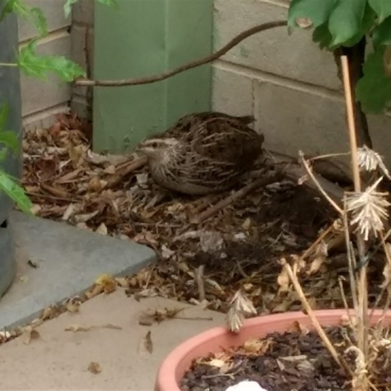 Coturnix japonica