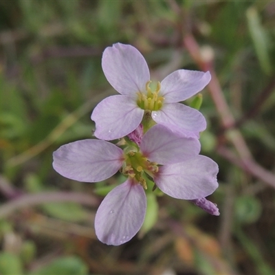 Cakile sp. maritima or edentula