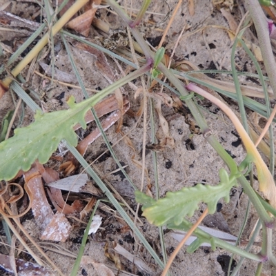 Cakile sp. maritima or edentula