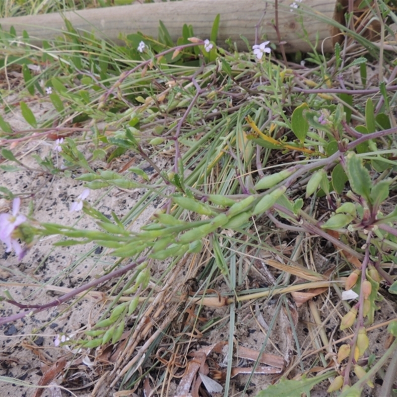 Cakile sp. maritima or edentula