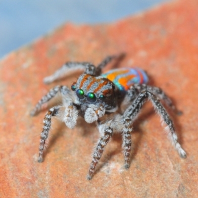 Maratus tasmanicus