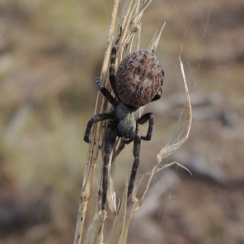Badumna (genus)