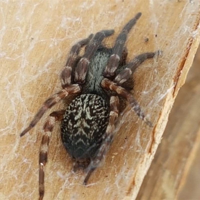 Badumna (genus)