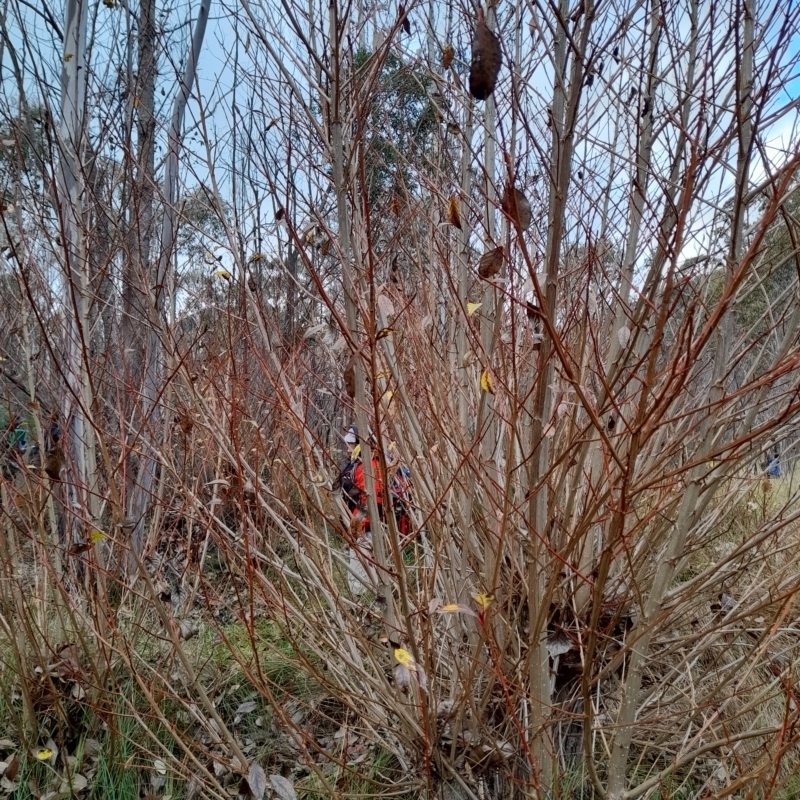 Populus sp.(genus)