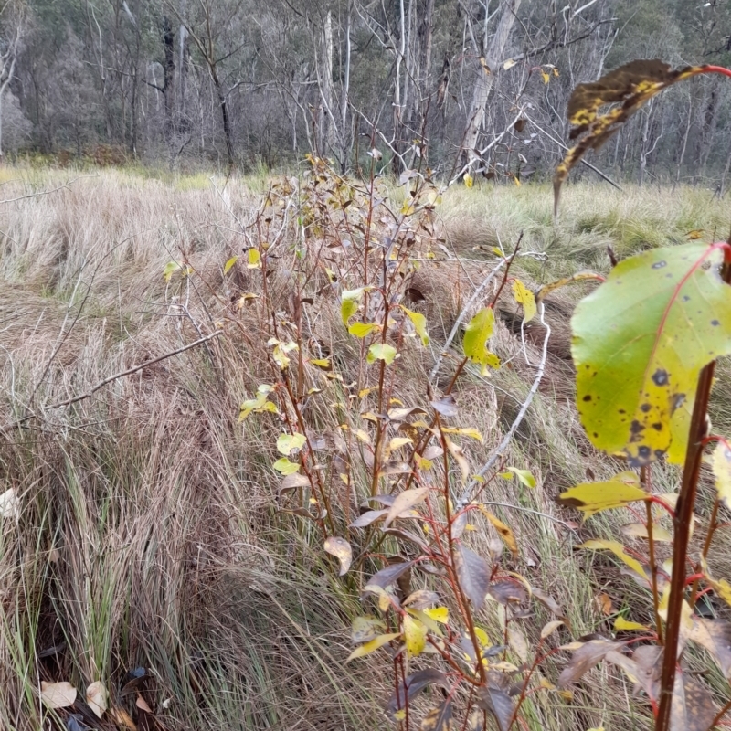 Populus sp.(genus)