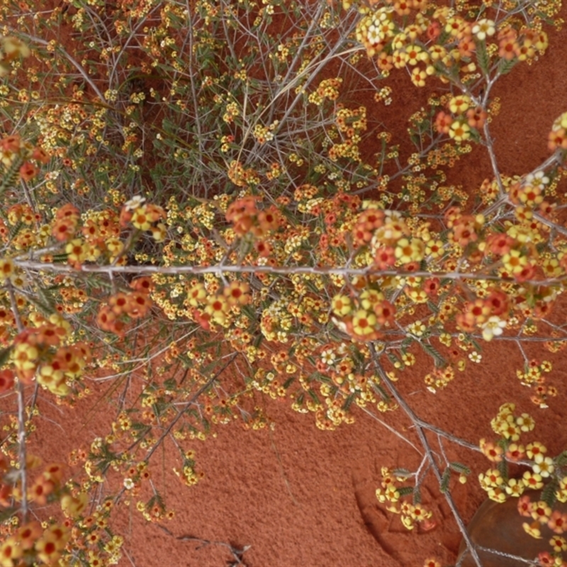 Micromyrtus flaviflora