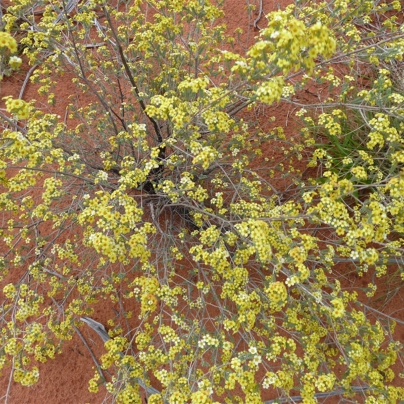 Micromyrtus flaviflora