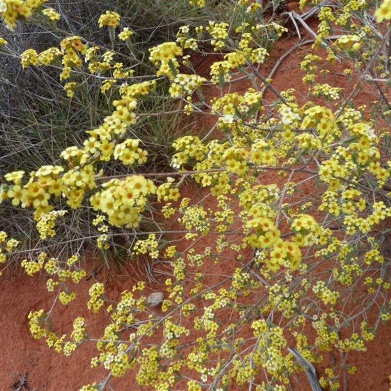 Micromyrtus flaviflora