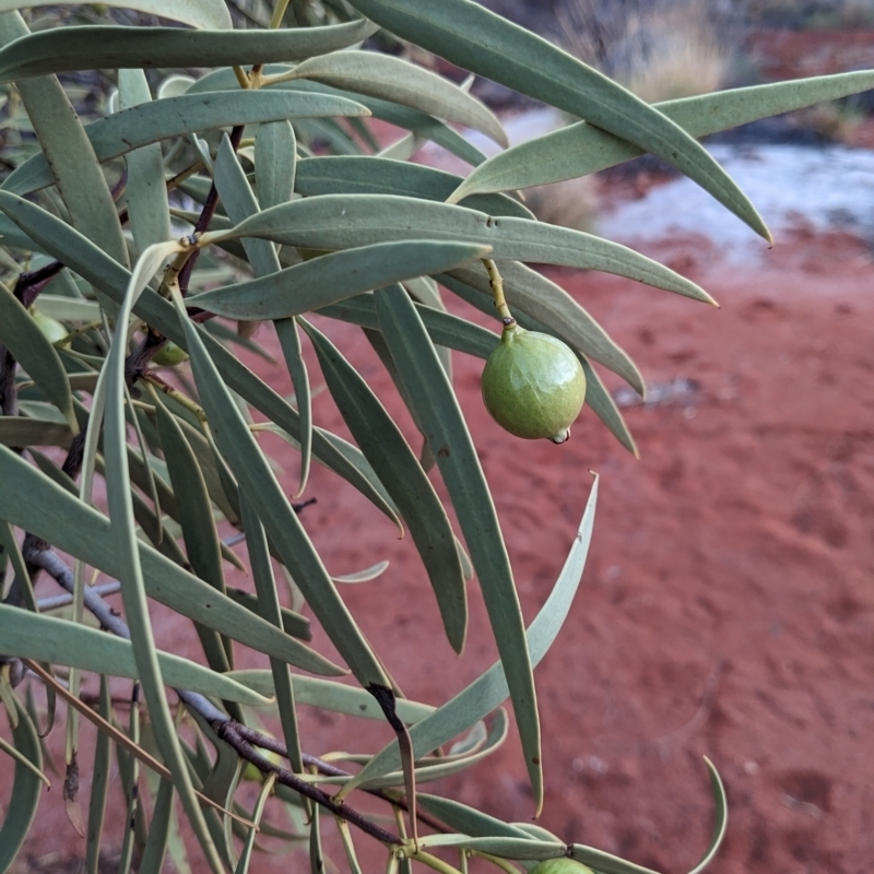 Santalum acuminatum