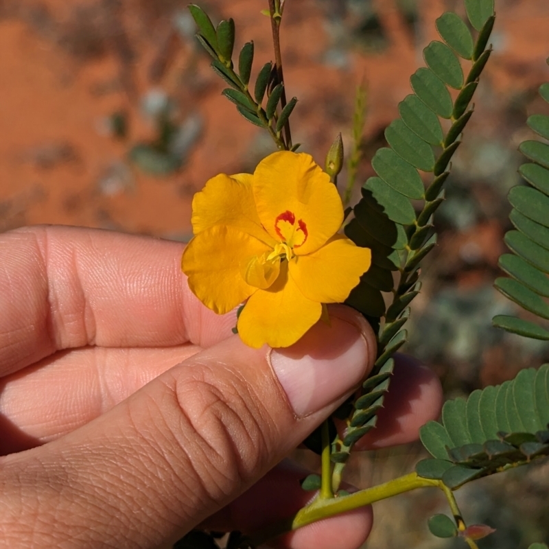 Petalostylis cassioides