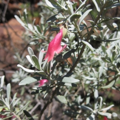 Eremophila latrobei