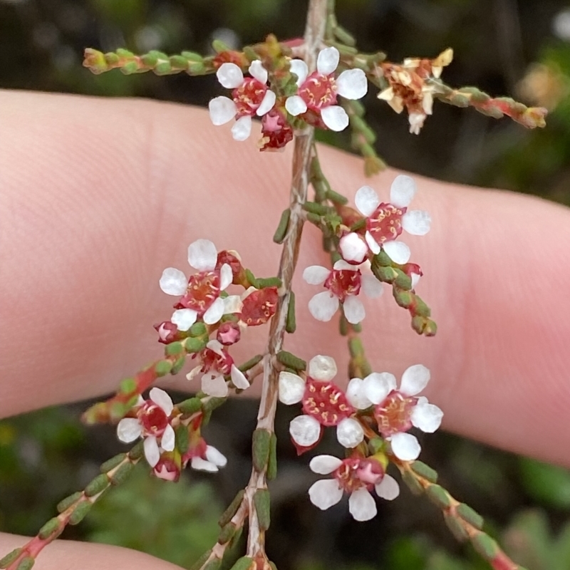 Baeckea brevifolia