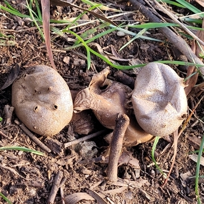 Myriostoma australianum