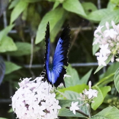 Papilio ulysses