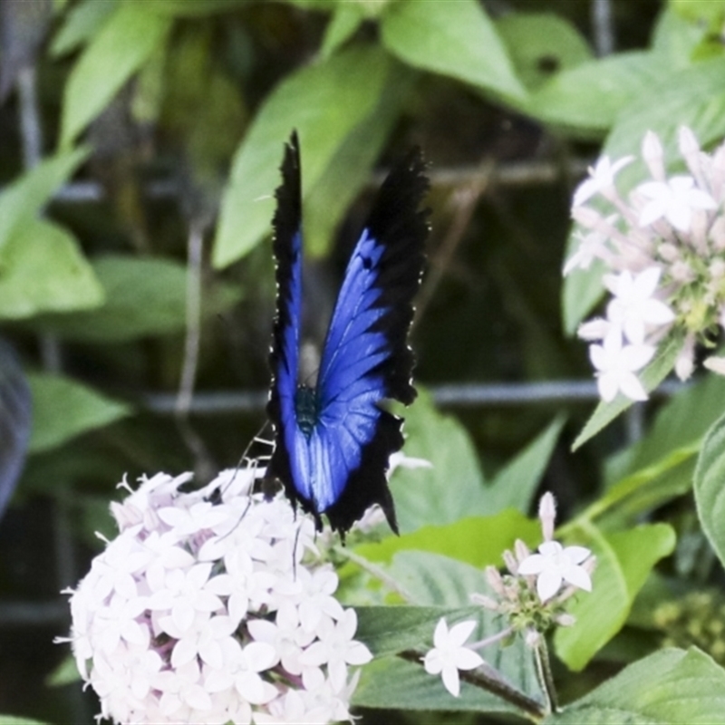 Papilio ulysses