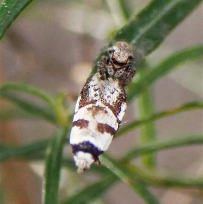 Oxythecta lygrosema