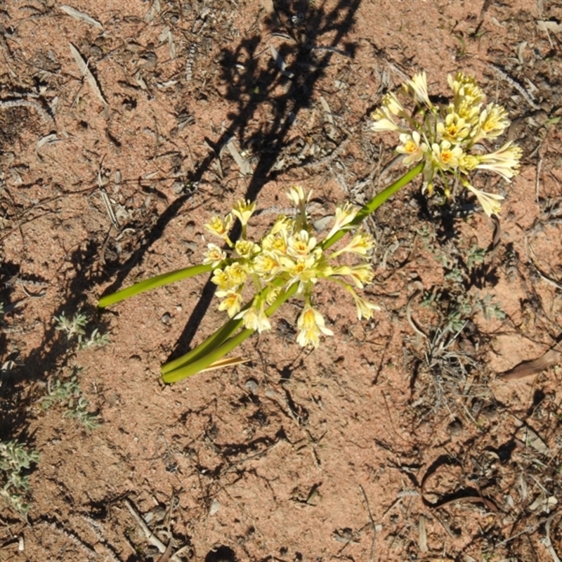 Calostemma purpureum