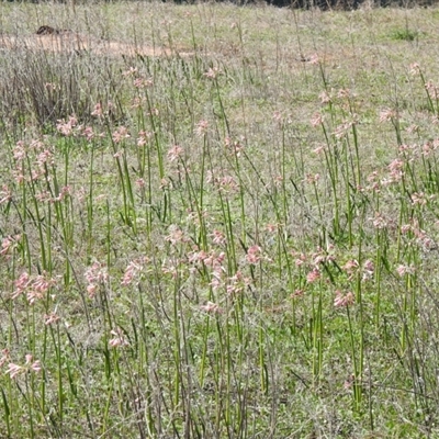 Calostemma purpureum