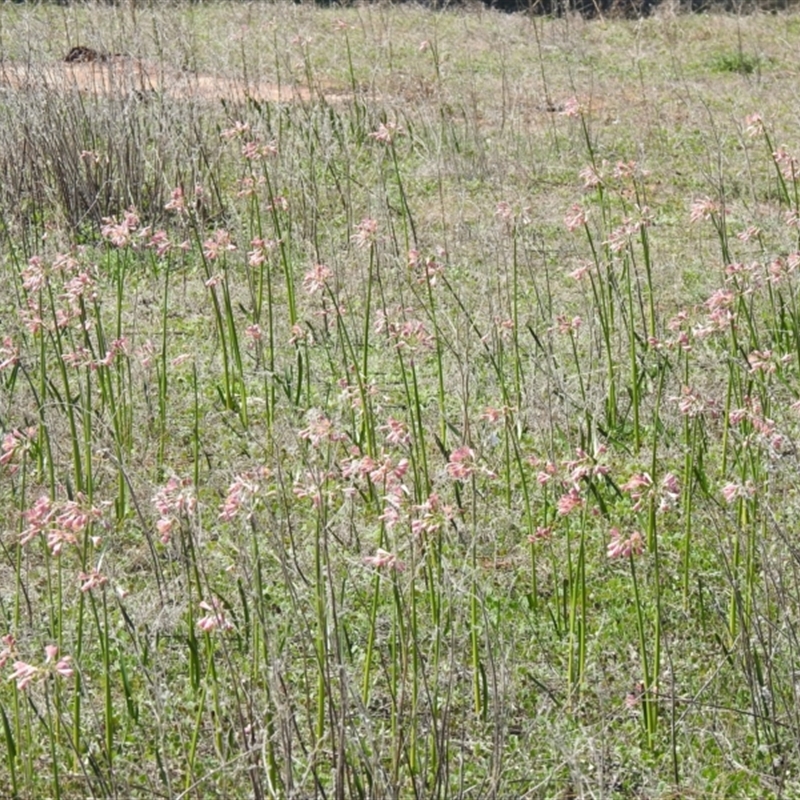 Calostemma purpureum