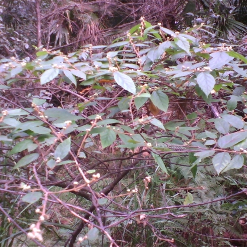 Androcalva sp.