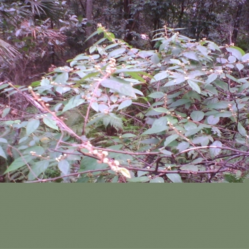 Androcalva sp.