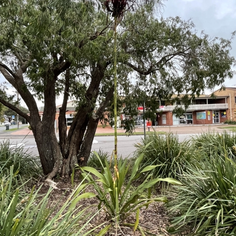 Doryanthes excelsa