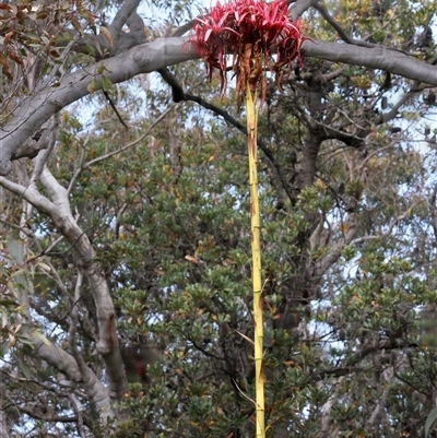 Doryanthes excelsa