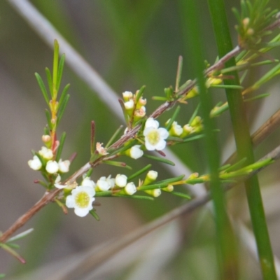 Baeckea frutescens