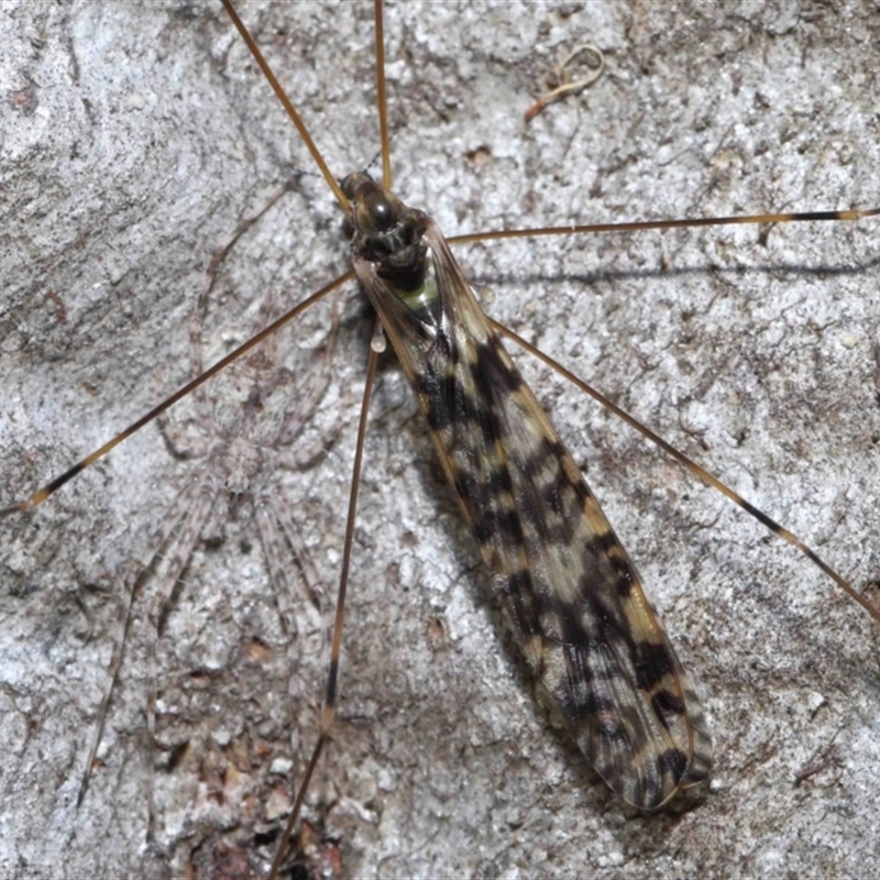 Discobola sp. (genus)