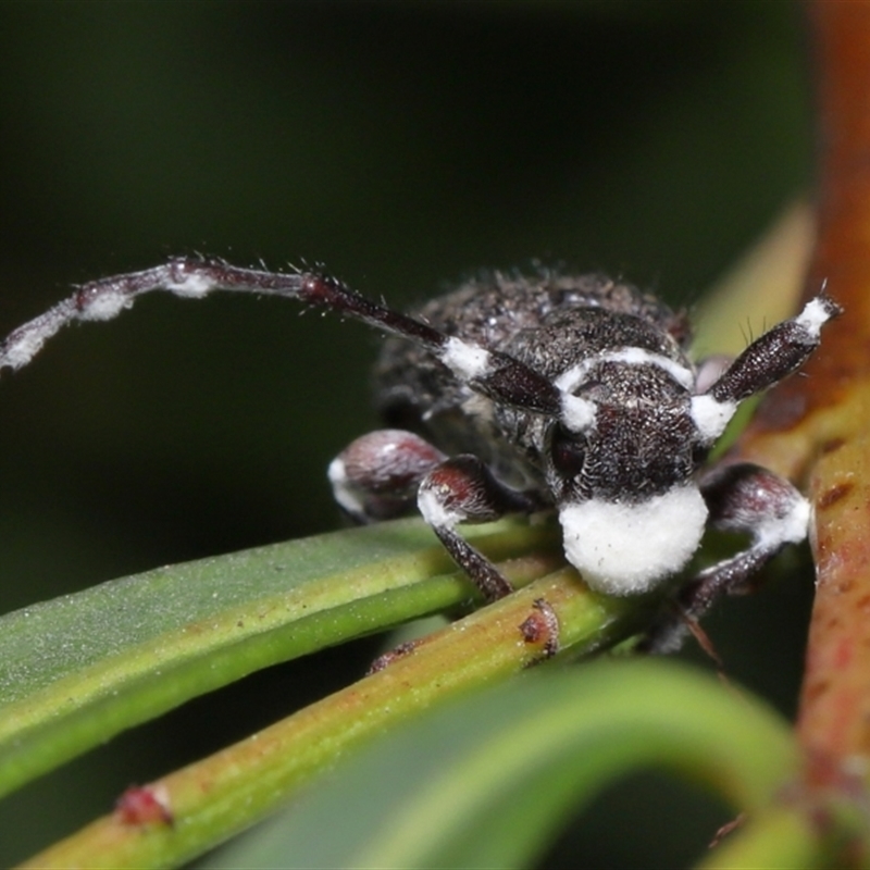 Entomophthoraceae (family)