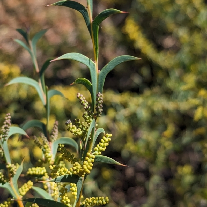 Acacia triptera