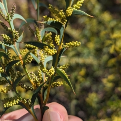 Acacia triptera