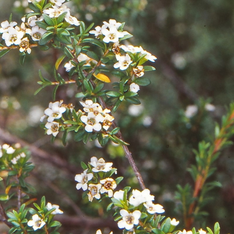 Baeckea gunniana