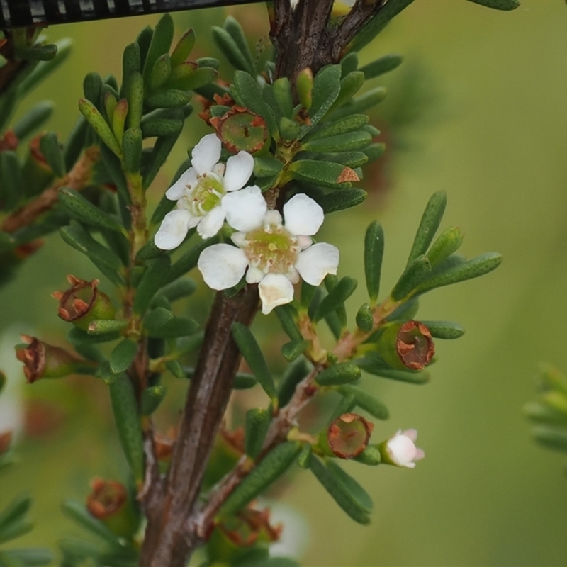 Baeckea gunniana