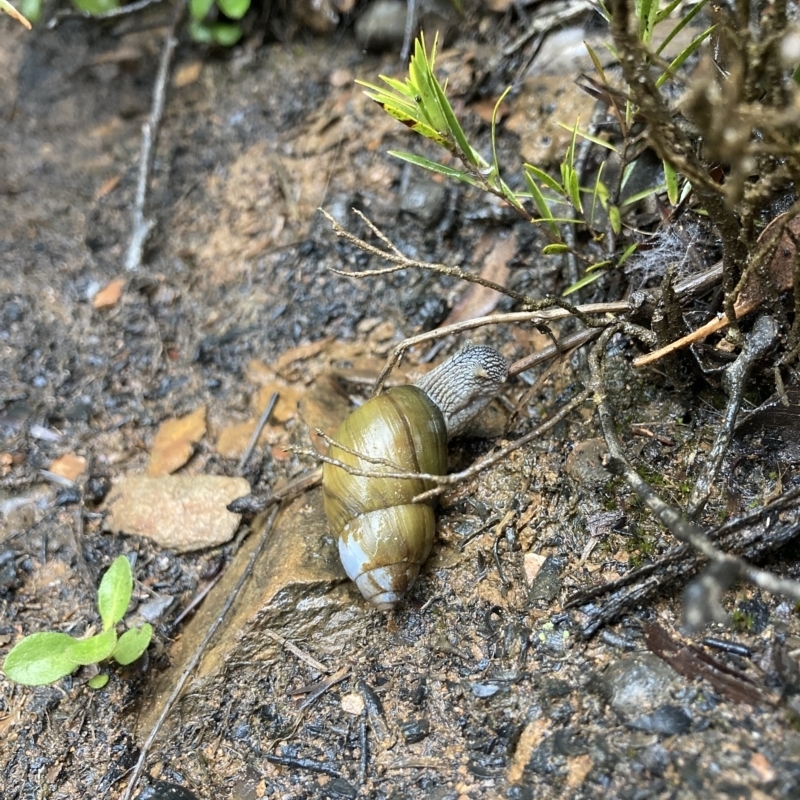 Bothriembryon glauerti